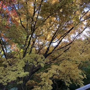 三景園の紅葉です