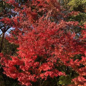 三景園の紅葉です