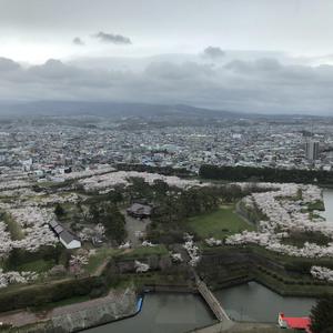 平成最後の日 五稜郭公園の桜が満開です