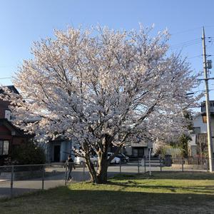 自宅の前の桜