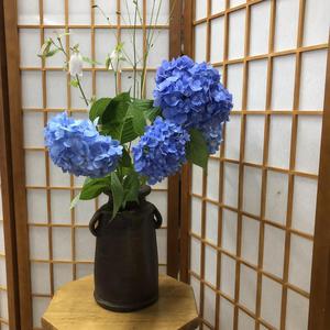 紫陽花の季節になりました　