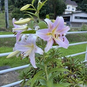 健気です