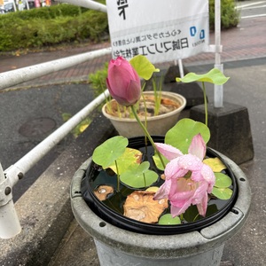 猛暑の中　花達は　ちゃんと咲いてます