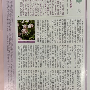 猛暑に耐える植物